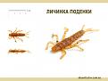 Нажмите на изображение для увеличения.

Название:	личинка поденки.jpg
Просмотров:	457
Размер:	124.0 Кб
ID:	3670908