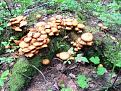 Нажмите на изображение для увеличения.

Название:	IMG_5240.JPG
Просмотров:	650
Размер:	161.8 Кб
ID:	3674810