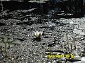 Нажмите на изображение для увеличения.

Название:	SAM_1903.jpg
Просмотров:	698
Размер:	210.1 Кб
ID:	3687178