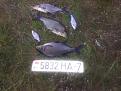 Нажмите на изображение для увеличения.

Название:	20140726_084631.jpg
Просмотров:	1528
Размер:	162.4 Кб
ID:	3689156