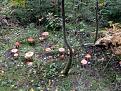 Нажмите на изображение для увеличения.

Название:	IMG_5934.JPG
Просмотров:	735
Размер:	162.5 Кб
ID:	3696043