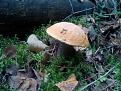 Нажмите на изображение для увеличения.

Название:	IMG_20140907_112837.jpg
Просмотров:	718
Размер:	95.2 Кб
ID:	3696479