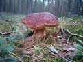 Нажмите на изображение для увеличения.

Название:	IMG_20140907_110405.jpg
Просмотров:	739
Размер:	111.4 Кб
ID:	3696480