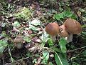 Нажмите на изображение для увеличения.

Название:	IMG_0691.jpg
Просмотров:	812
Размер:	210.8 Кб
ID:	3697657