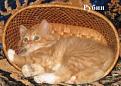 Нажмите на изображение для увеличения.

Название:	IMG_4589.JPG
Просмотров:	303
Размер:	11.6 Кб
ID:	3703583