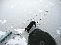 Нажмите на изображение для увеличения.

Название:	IMG_6363.jpg
Просмотров:	1007
Размер:	74.2 Кб
ID:	3709629