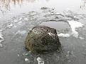 Нажмите на изображение для увеличения.

Название:	IMG_2914.jpg
Просмотров:	986
Размер:	77.5 Кб
ID:	3712763