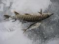 Нажмите на изображение для увеличения.

Название:	IMG_6104.jpg
Просмотров:	1011
Размер:	119.0 Кб
ID:	3727059