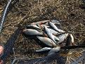 Нажмите на изображение для увеличения.

Название:	IMG_0563.jpg
Просмотров:	1009
Размер:	136.3 Кб
ID:	3733920