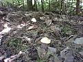 Нажмите на изображение для увеличения.

Название:	IMG0337A.jpg
Просмотров:	596
Размер:	72.6 Кб
ID:	3744246