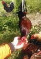 Нажмите на изображение для увеличения.

Название:	Пётр Петрович.jpg
Просмотров:	680
Размер:	127.9 Кб
ID:	3744902