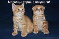 Нажмите на изображение для увеличения.

Название:	image (1).jpg
Просмотров:	1423
Размер:	44.9 Кб
ID:	3761428