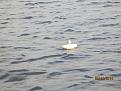 Нажмите на изображение для увеличения.

Название:	IMG_0867[1].jpg
Просмотров:	1402
Размер:	114.2 Кб
ID:	3769934