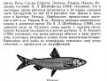 Нажмите на изображение для увеличения.

Название:	27.jpg
Просмотров:	2304
Размер:	158.4 Кб
ID:	3776995