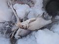 Нажмите на изображение для увеличения.

Название:	DSCN3468.jpg
Просмотров:	1226
Размер:	103.1 Кб
ID:	3780866