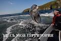Нажмите на изображение для увеличения.

Название:	COMR8lDTK4g.jpg
Просмотров:	1331
Размер:	58.9 Кб
ID:	3795529