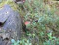 Нажмите на изображение для увеличения.

Название:	IMG_3037.jpg
Просмотров:	649
Размер:	208.1 Кб
ID:	3819266