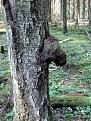 Нажмите на изображение для увеличения.

Название:	IMG_1100.jpg
Просмотров:	361
Размер:	170.5 Кб
ID:	3824840