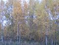 Нажмите на изображение для увеличения.

Название:	IMG_3190.jpg
Просмотров:	837
Размер:	168.4 Кб
ID:	3831548