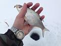 Нажмите на изображение для увеличения.

Название:	IMG_0350.jpg
Просмотров:	1032
Размер:	87.0 Кб
ID:	3839875