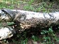 Нажмите на изображение для увеличения.

Название:	IMG_1511.jpg
Просмотров:	451
Размер:	126.4 Кб
ID:	3855042