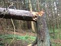 Нажмите на изображение для увеличения.

Название:	IMG_1849.jpg
Просмотров:	728
Размер:	196.8 Кб
ID:	3860716