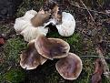 Нажмите на изображение для увеличения.

Название:	Tricholoma-saponaceum_06.jpg
Просмотров:	1285
Размер:	194.4 Кб
ID:	3866245