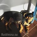 Нажмите на изображение для увеличения.

Название:	koreyskaya_taksa_mu-tae.jpg
Просмотров:	598
Размер:	24.8 Кб
ID:	3876083