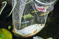 Нажмите на изображение для увеличения.

Название:	UrbanFishingAutumn2018-6862.jpg
Просмотров:	1066
Размер:	198.6 Кб
ID:	3890291