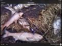 Нажмите на изображение для увеличения.

Название:	IMG_1527.jpg
Просмотров:	798
Размер:	177.2 Кб
ID:	3903521