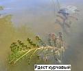 Нажмите на изображение для увеличения.

Название:	Рдест курчавый.jpg
Просмотров:	5444
Размер:	9.5 Кб
ID:	3919888