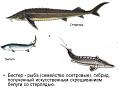Нажмите на изображение для увеличения.

Название:	&#1073;&#1077;&#1089;&#1090;&#1077;&#1088;.jpg
Просмотров:	3400
Размер:	55.1 Кб
ID:	3921053