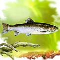 Нажмите на изображение для увеличения.

Название:	forel_big.jpg
Просмотров:	12885
Размер:	64.7 Кб
ID:	4372064