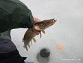 Нажмите на изображение для увеличения.

Название:	IMG_20240223_113152.jpg
Просмотров:	676
Размер:	410.2 Кб
ID:	4494420