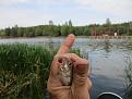 Нажмите на изображение для увеличения.

Название:	IMG_8305.JPG
Просмотров:	672
Размер:	361.3 Кб
ID:	4509601