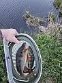 Нажмите на изображение для увеличения.

Название:	20250519_211205.jpg
Просмотров:	2148
Размер:	523.6 Кб
ID:	4526899