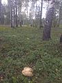 Нажмите на изображение для увеличения.

Название:	IMG_20250812_154957.jpg
Просмотров:	70
Размер:	643.8 Кб
ID:	4533569