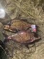 Нажмите на изображение для увеличения.

Название:	1115088.jpg
Просмотров:	17
Размер:	723.7 Кб
ID:	4569398