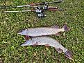 Нажмите на изображение для увеличения.

Название:	Крокодилы.jpg
Просмотров:	156
Размер:	717.6 Кб
ID:	4605041