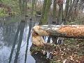 IMG 4184