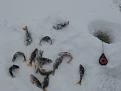 IMG 4441