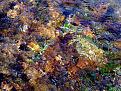 Калейдоскоп  весенней воды бегущей по прошлогодним листьям