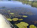 Фото0100 Краснокнижник-водяной орех.