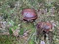 IMG 20140903 080339